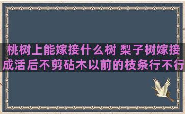 桃树上能嫁接什么树 梨子树嫁接成活后不剪砧木以前的枝条行不行会不会结果